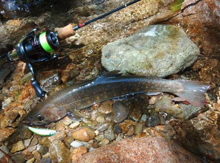 荒れ放題の川でイワナ釣り